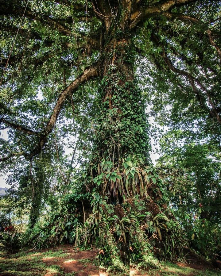 La Ceiba Tree Lodge Тиларан Экстерьер фото